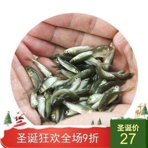 龍魚苗吃什么長得快些：龍魚苗在成長過程中要想讓它們長得快一些，就需要選擇合適的食物投喂