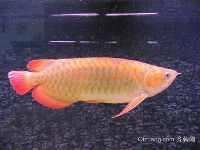 大紅龍魚多少錢一條：大紅龍魚多少錢一條一條大紅龍魚多少錢一條 龍魚百科 第2張