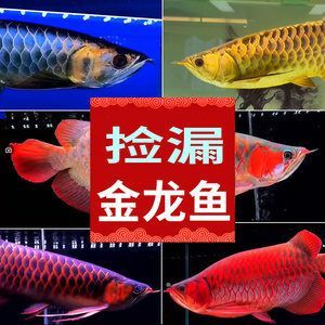 紅龍魚挑選幼苗的方法：如何挑選優(yōu)質(zhì)紅龍魚幼苗 龍魚百科 第2張