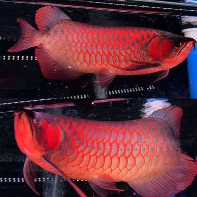 紅龍魚挑選幼苗的方法：如何挑選優(yōu)質(zhì)紅龍魚幼苗 龍魚百科 第3張