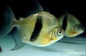 龍魚(yú)缸搭配：龍魚(yú)缸如何搭配 龍魚(yú)百科 第3張