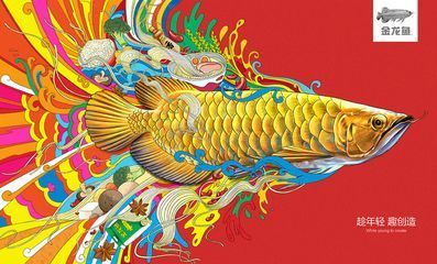 金龍魚(yú)圖畫(huà)大全大圖：金龍魚(yú)圖片專(zhuān)輯