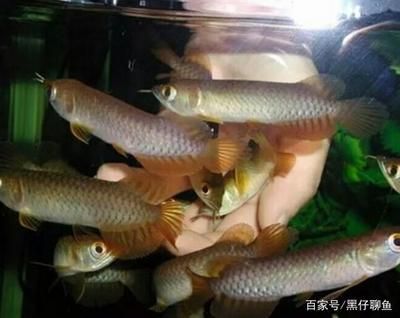 龍魚(yú)從30公分到40公分是多少：龍魚(yú)從30公分到40公分是多久?