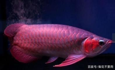 給紅龍魚吃什么小魚：給紅龍魚喂食小魚的注意事項 龍魚百科