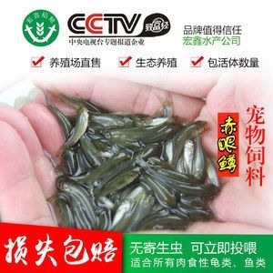 龍魚喂什么好養(yǎng)殖：龍魚喂養(yǎng)指南 龍魚百科