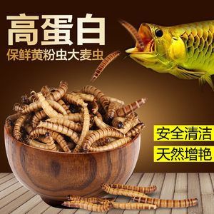 龍魚能吃面包蟲干嗎