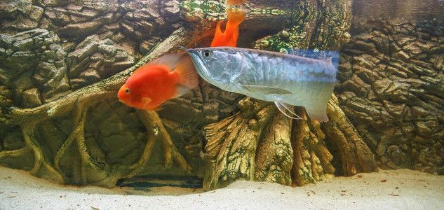 老孫龍魚 背景介紹圖：老孫龍魚的相關(guān)視頻