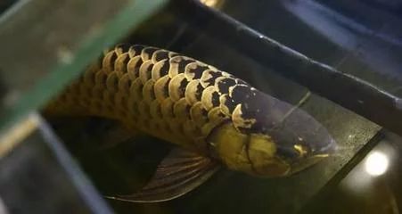 龍魚(yú)的屎是什么顏色的：龍魚(yú)的糞便顏色是什么顏色的