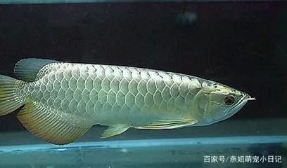 龍魚(yú)的屎是什么顏色的：龍魚(yú)的糞便顏色是什么顏色的