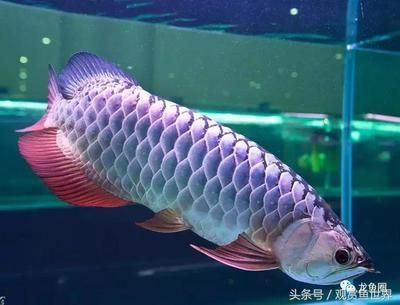 大白片能治療龍魚蒙眼嗎：大白片可以治療龍魚蒙眼嗎