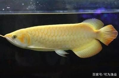 龍魚體型分類：關(guān)于龍魚的體型分類 龍魚百科 第1張