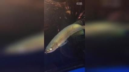 龍魚最怕什么魚：龍魚最怕什么魚類？ 龍魚百科 第3張