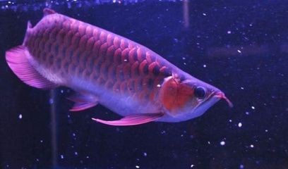 紅龍魚(yú)幼魚(yú)和亞成魚(yú)的溫度多少：紅龍魚(yú)幼魚(yú)和亞成魚(yú)的水溫要求 龍魚(yú)百科 第3張