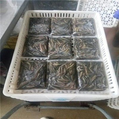 龍魚(yú)發(fā)貨能撐多久：龍魚(yú)發(fā)貨能撐多久龍魚(yú)發(fā)貨能撐多久 龍魚(yú)百科