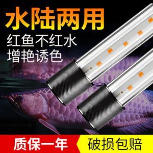 龍魚可以用led燈嗎：led燈對龍魚發(fā)色的影響