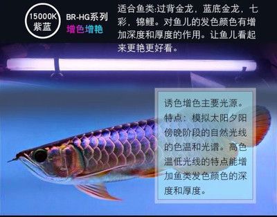 龍魚長度是怎么算的：如何計算龍魚的長度