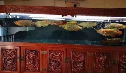 龍魚單養(yǎng)好處：龍魚單養(yǎng)和混養(yǎng)的區(qū)別