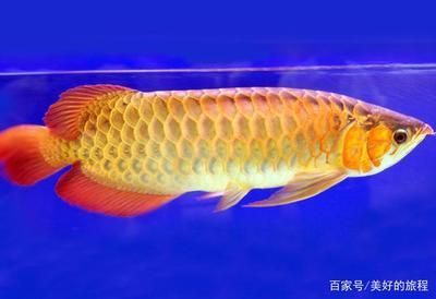 最貴紅龍魚(yú)價(jià)格是多少一條：龍魚(yú)中最貴的品種是血紅龍魚(yú)，血紅龍魚(yú)和辣椒紅龍魚(yú) 龍魚(yú)百科 第2張