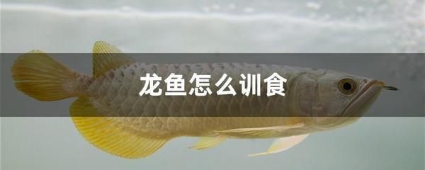 龍魚訓食教學反思簡短：關于龍魚訓食的教學反思 龍魚百科