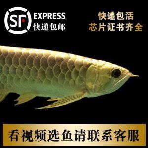 金龍魚芯片證書是什么樣的：關于金龍魚芯片證書的詳細解釋