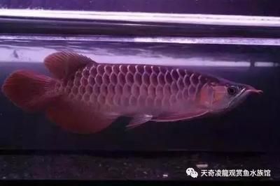 頂級龍魚飼料品牌排行榜：頂級龍魚價格因品種、體型、年齡、健康狀況以及市場需求因素而異 龍魚百科 第3張