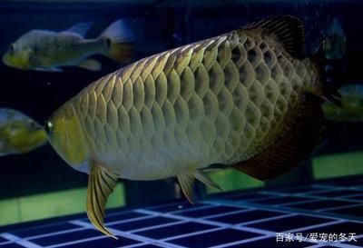 龍魚養(yǎng)幾條合適：多條龍魚飼養(yǎng)數(shù)量沒有固定標準