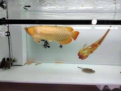 龍魚困水幾天可以換過濾器：養(yǎng)龍魚困水幾天可以換過濾器