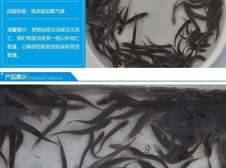 龍魚喂養(yǎng)魚干怎么喂：龍魚可以喂食魚干嗎 龍魚百科