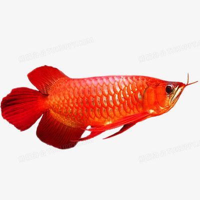 藍(lán)鱗金龍魚：藍(lán)鱗金龍魚是一種受歡迎的觀賞魚