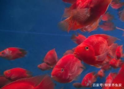 龍魚不吃飯怎么回事：龍魚不吃飯可能是由多種因素引起的