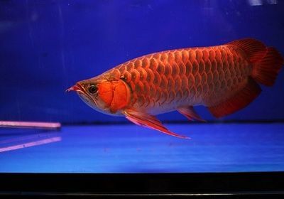 紅龍魚能長多大？活多久？：紅龍魚的體型和壽命都受到飼養(yǎng)環(huán)境的影響 龍魚百科 第2張