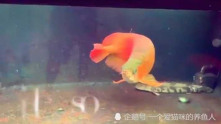 40厘米金龍魚要養(yǎng)幾年才能繁殖：金龍魚在達到繁殖年齡之前需要經(jīng)歷更長的時間和生長速度 龍魚百科 第1張