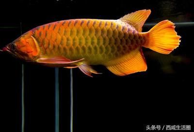 龍魚(yú)象征什么生肖：龍魚(yú)在中國(guó)文化中具有豐富的寓意和象征意義和象征意義 龍魚(yú)百科