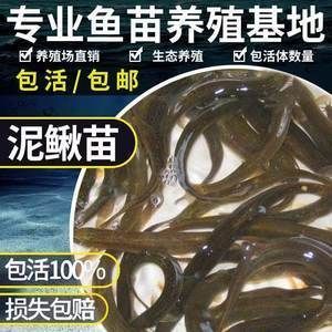 小龍魚能吃泥鰍嗎有毒嗎會(huì)死嗎：小龍魚是否能吃泥鰍以及泥鰍是否有毒或會(huì)導(dǎo)致小龍魚死亡