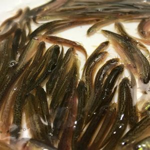 小龍魚能吃泥鰍嗎有毒嗎會(huì)死嗎：小龍魚是否能吃泥鰍以及泥鰍是否有毒或會(huì)導(dǎo)致小龍魚死亡