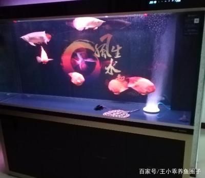 龍魚人工飼料品牌排名榜單：2024年龍魚人工飼料品牌排名