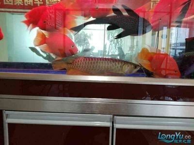 龍魚最怕什么魚呢：龍魚最怕的是什么魚？ 龍魚百科