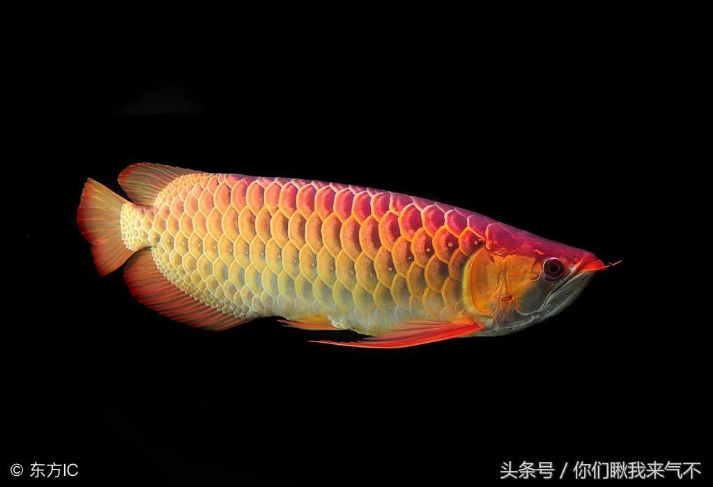 30cm的金龍魚一天吃多少粒：金龍魚的喂食建議 龍魚百科 第2張