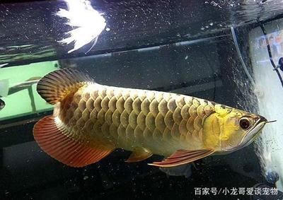 金龍魚增加金質(zhì)：如何增加金龍魚的色彩金質(zhì) 龍魚百科 第2張