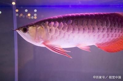 龍魚怎么喂不兜嘴：如何預(yù)防龍魚兜嘴 龍魚百科 第1張