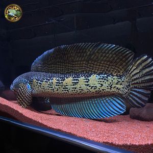 眼鏡蛇雷龍魚(yú)公母怎么區(qū)分：眼鏡蛇雷龍魚(yú)的公母區(qū)分 龍魚(yú)百科 第2張