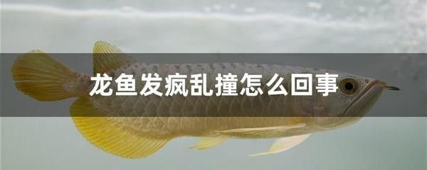 龍魚狂躁是什么原因引起的：龍魚為什么會(huì)狂躁？ 龍魚百科