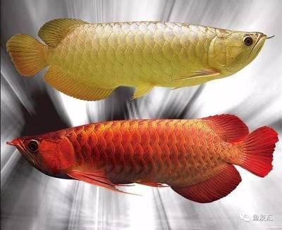 純血紅龍魚(yú)從小到大發(fā)色是什么：春季龍魚(yú)不吃食可能與以下幾個(gè)因素有關(guān)