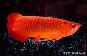 防止龍魚(yú)掉眼的最佳方法：如何防止龍魚(yú)掉眼