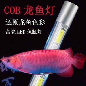 紅龍魚怎么打燈的好看：紅龍魚打燈技巧 龍魚百科 第2張