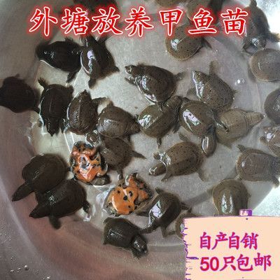 龍魚可以喂甲魚苗嗎怎么喂：龍魚可以喂甲魚苗嗎