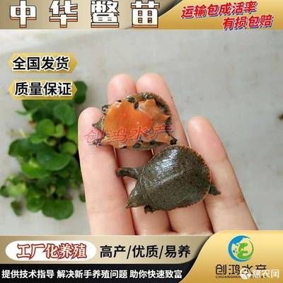 龍魚可以喂甲魚苗嗎怎么喂：龍魚可以喂甲魚苗嗎