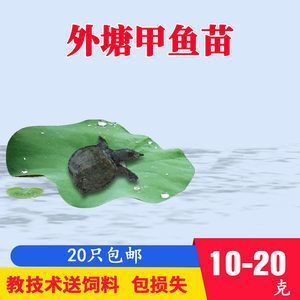 龍魚可以喂甲魚苗嗎怎么喂：龍魚可以喂甲魚苗嗎