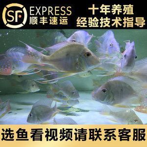 紅龍魚的最佳混養(yǎng)魚：紅龍魚與其他品種混養(yǎng)時需要考慮到紅龍魚的特性