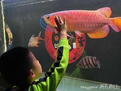 紅龍魚前寬后窄：在挑選紅龍魚時，應(yīng)注意這些特點